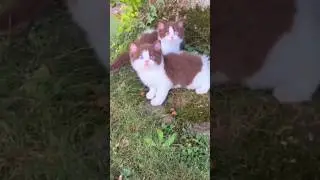 cute kittens meowing 😺🤩