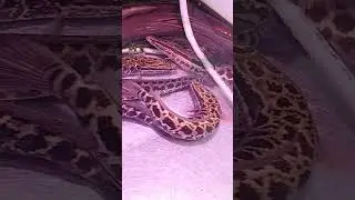 SnakeHead Fish / Dalag or Buleg