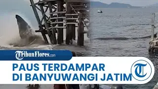 Viral Video Paus Terdampar di Perairan Banyuwangi Jatim, Sempat Ditarik ke Tengah Laut tapi Gagal