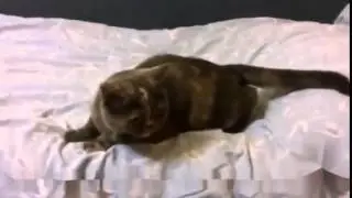 Не в ту дырку