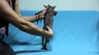 female О*кей Андромеда Беллатрикс/O*kay Andromeda Bellatrix 1,5 месяца/ 1,5 month