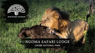 Pride Of Lions Feeding On Buffalo Calf | Botswana | Ngoma Safari Lodge