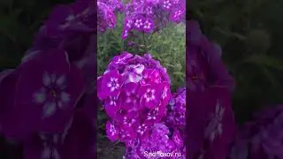 Ярких флокс Успех
