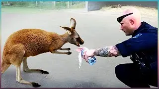30 Animals That Asked People For Help & Kindness !