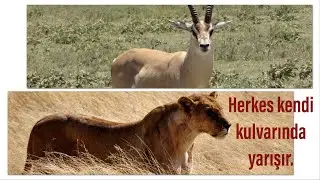 Herkes Kendi Kulvarında Yarışır.