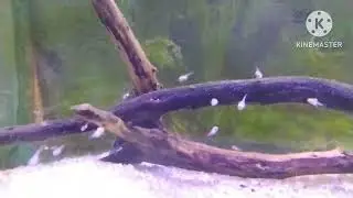 polar blue parrot fish baby's