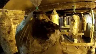 как растут грибы в домашних условиях