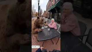 Grandma feeding giant bear #bodycam #ai #sora2 #bear #grandma #funny #cop #cctv #feeding