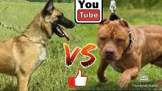 Питбуль против Малинуа. Pitbull against Malinois. Собаки. Animals Battle.
