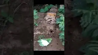 EŞŞEK ARILARININ KOVANLARINDAN BAL ALMA ANI.