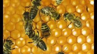 Bees in hive 1