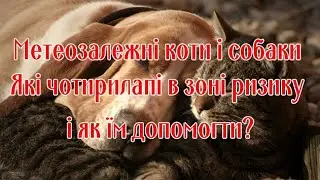 Weather-dependent cats and dogs: which four-legged friends are at risk and how to help them?