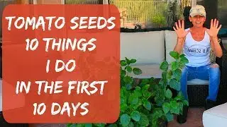 10 Tips On Growing Tomatoes From Seed - Growing Tomatoes In Arizona