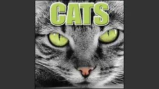 Animal, Cat - Domestic Cat: Meow, Cats - Domestic Cats, FX