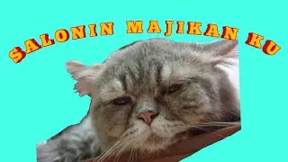 #Part3 SALONIN MAJIKAN LUCU MENGGEMASKAN | KUCING GEMBUL