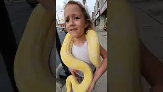 Crazy 🤪 Snake Girl 👧  #shorts #Snake #toronto #reptile