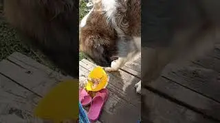 The street cat is hungry...the Dog is angry at his Food❤