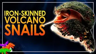 Iron-Armored Deepsea Scaly-Foot Snails - Most Metal Mollusk | Animals EXPLAINED