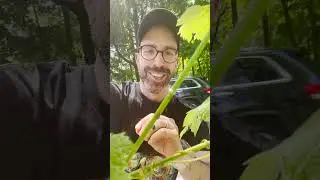 lil Spotted Lanternfly nymph killing spree while walking with the wife