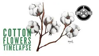 Drawing Cotton Flowers Timelapse