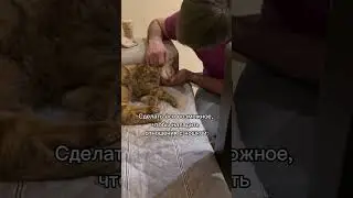 Что делать если кошка метит в кровать 