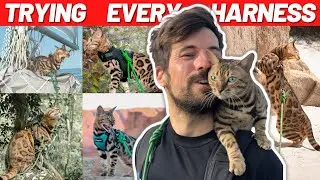 Best Cat Harnesses Under $20 To Buy in 2023 (Ultimate Test)