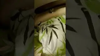 спокойный ночи