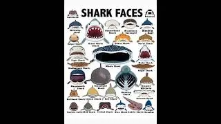 frilled shark