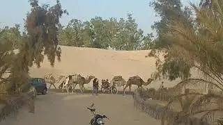 Тунис. Дорога к Сахаре в Дуз.