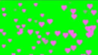 Pink heart raining on green screen. Green screen video