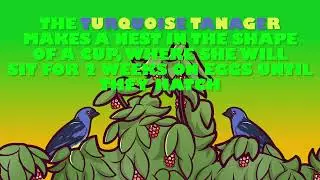 Friends of Rio - Amazon Rainforest Learning Series - Turquoise Tanager