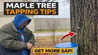 Maple Tree Tapping Tips with Jeffrey Rhoades on Our Homestead