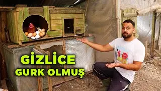 Gizlice Gurk Olmuş Tavuk - Horozuma isim Arıyorum - Çiftlik İşleri - Gezen Tavukları Yemleme
