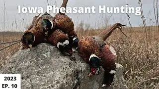 Pheasant hunting in Iowa for Thanksgiving 2023 EP.10