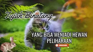 Tujuh rekomendasi binatang yang bisa dijadikan hewan peliharaan