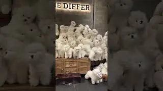 The Poodle Gang 🤩 | Cutest Dog On Internet #shorts #pets #dogs | Paws and Fur