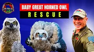 3.10 Watch us rescue this cute Baby Great Horned Owl #owl #animals