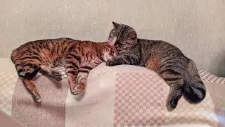 Бенгальский и шотландский коты.
