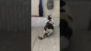 слабость кита в реал Лайф