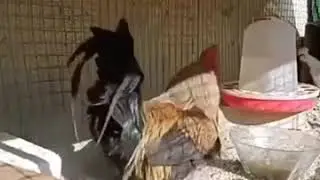 Докукарекался