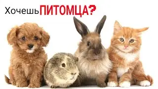 6 Важных ВОПРОСОВ, которые стоит задать СЕБЕ, прежде чем завести ПИТОМЦА 🐾