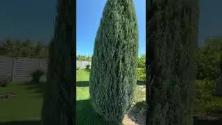 Стрижка скальных можжевельников - результат в конце!!!