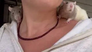 I’ve taken my rats on holiday