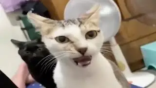New Funny Animals 🐧 - Funniest CATS And DOGS 😺🐶 2024 F3