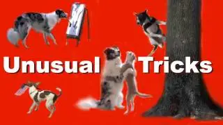 Unusual Dog Tricks