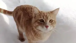 Наша долгая прогулка на морозе.🐯🌲🌳🐅🐈