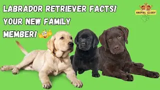 Labrador retriever Facts! Your New Family Member!