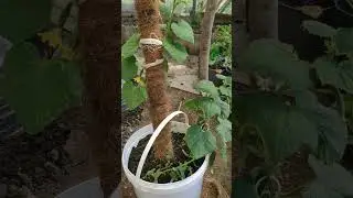 Балконные огурцы Четыре Сезона #дача  #сад #весна