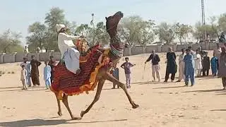 Camel 🐪🐫🐫 romance desert animals raising