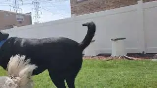 Jacky and Elvis chase the ball